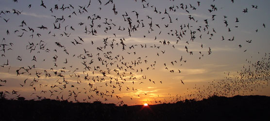 Bats. NPS Photo by Nick Hristov