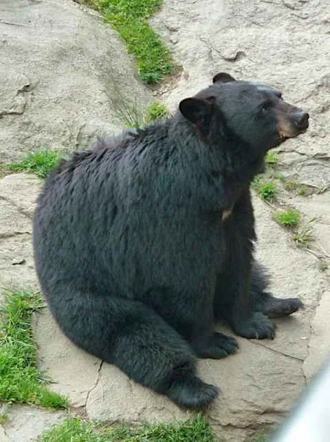 bear