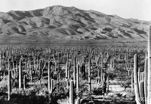 Saguaro Forest, 1935